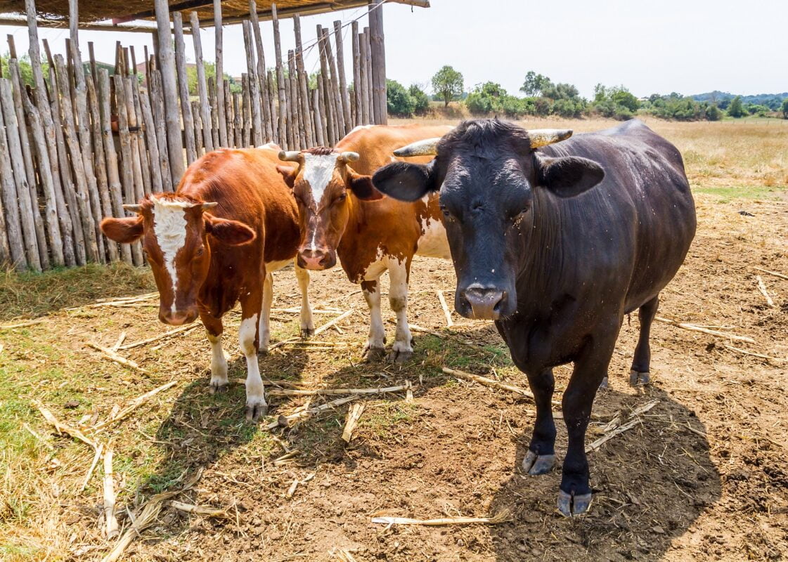 Cattle,in,a,rustic,farmyard