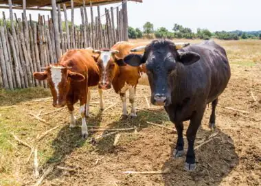 Cattle,in,a,rustic,farmyard