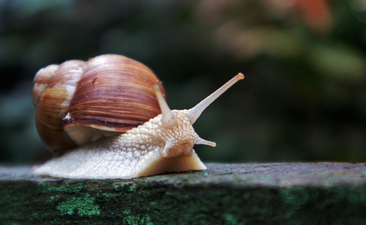 snails eat their mail! Archyde