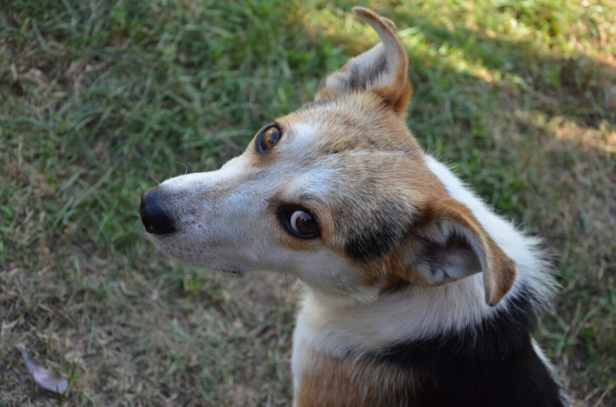 giec, chien, climat, écologie