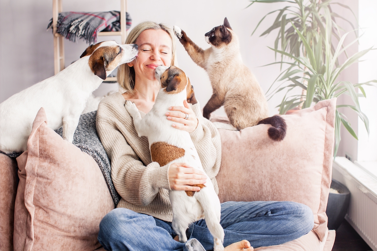taxe, animaux de compagnie, chiens, chats, oiseaux, rumeur, TikTok, réseaux sociaux, europe