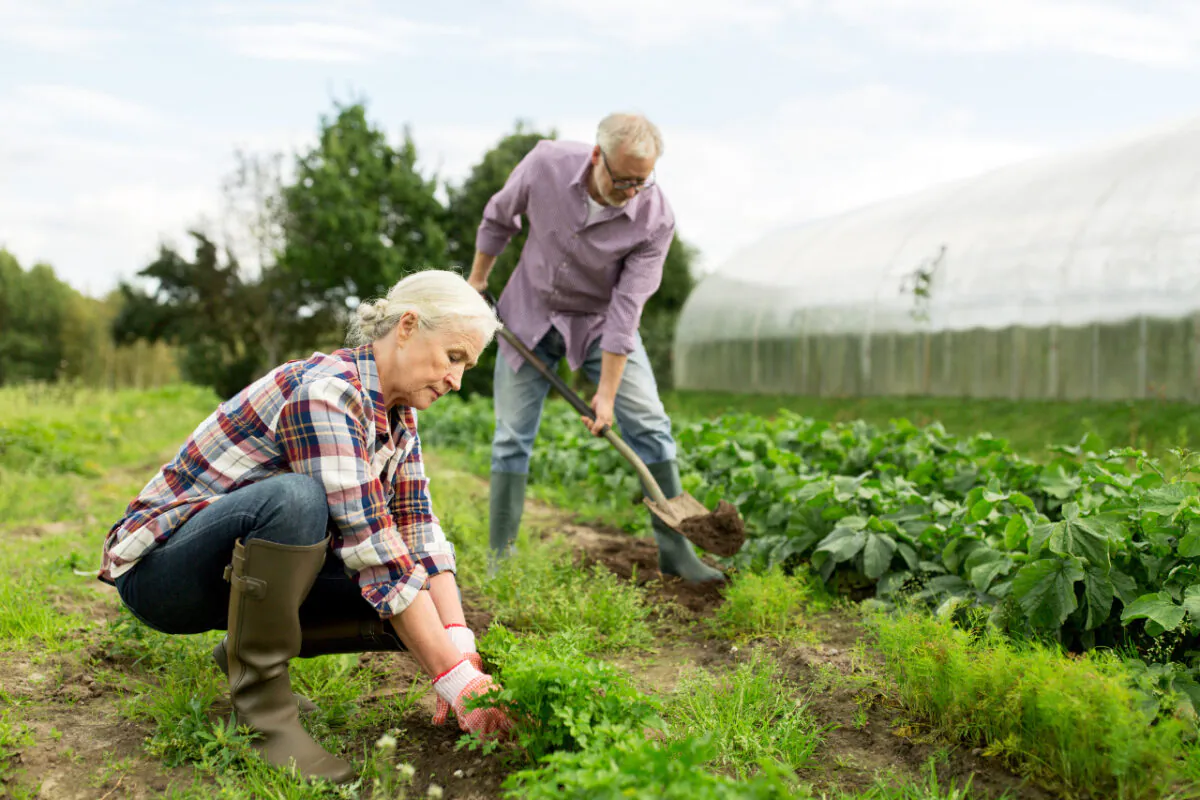 Farming,,gardening,,agriculture,and,people,concept, ,happy,senior,couple