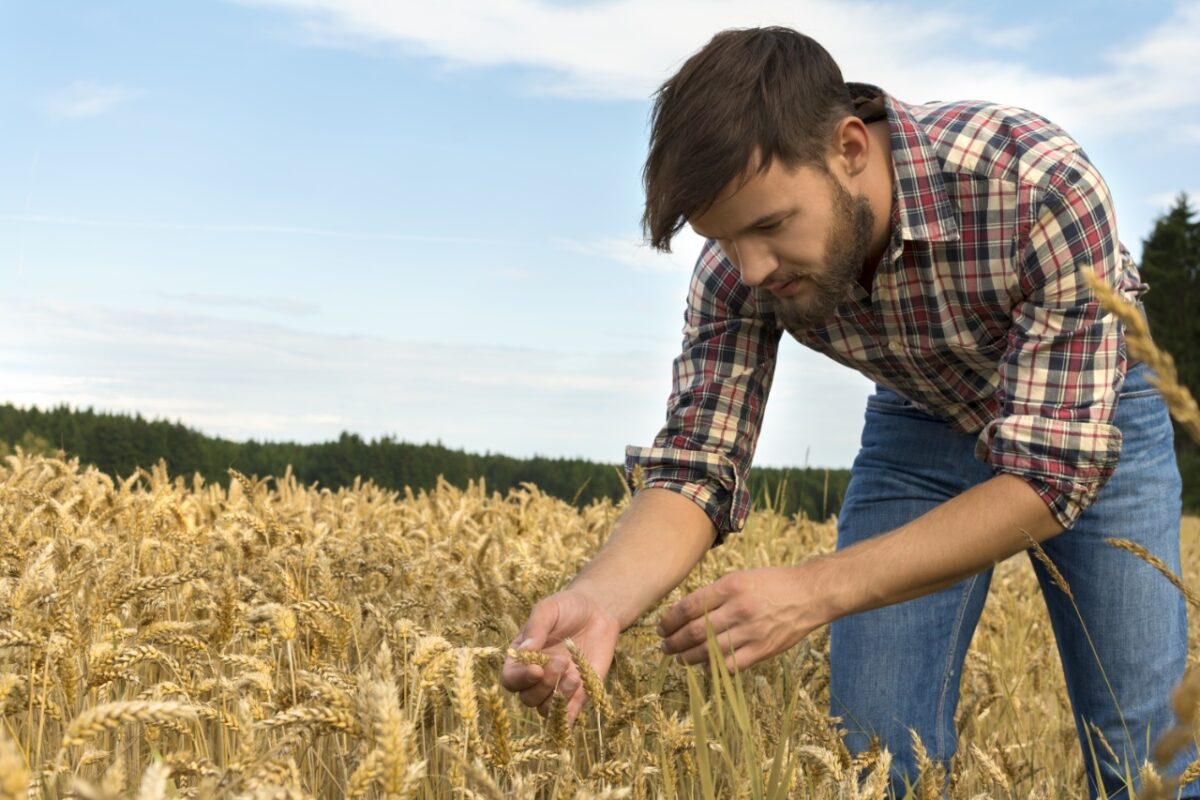 Young,farmer,inspecting,crop,,outdoor,shot