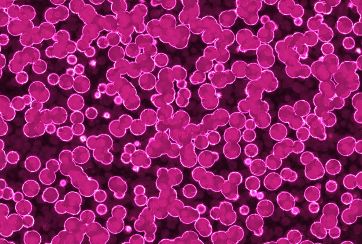 Science : Les bactéries miroir pourraient détruire l’humanité