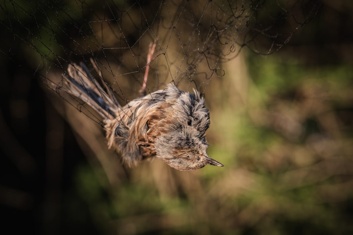directive-oiseaux-france-devant-justice-europe