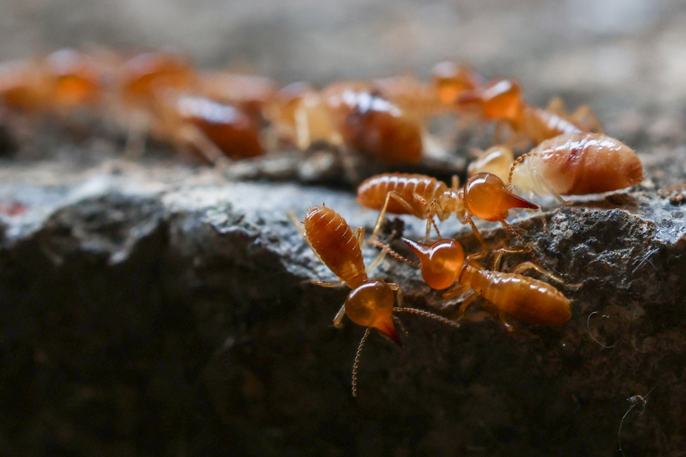 Termites nuisibles maison, écoutez les bruits