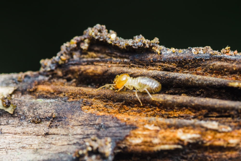 termites conseils pour les éviter