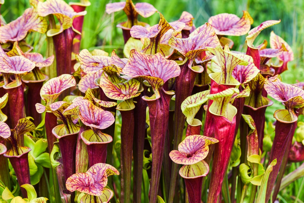 Sarracenia : le piège naturel contre les frelons asiatiques