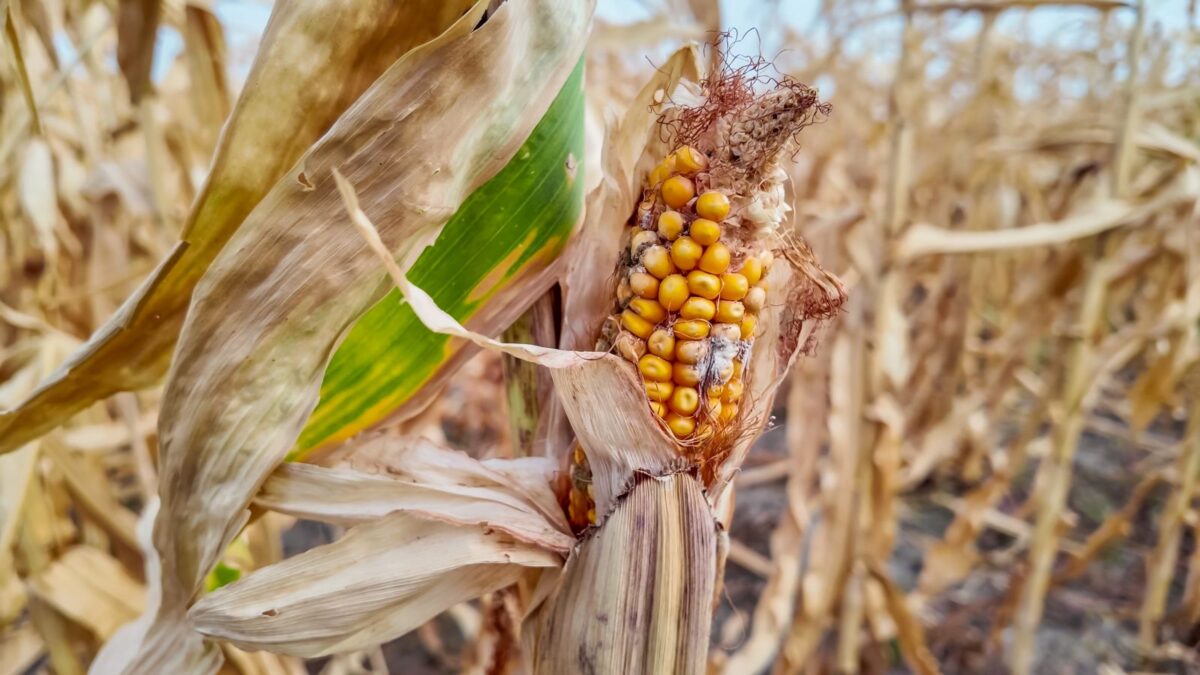 Climat Agriculture Printemps2025