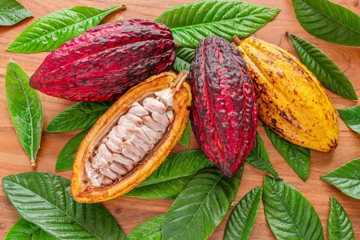 quand-le-cacao-vaut-plus-que-lor-en-equateur