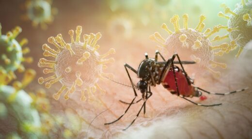 Chikungunya maladies moustiques