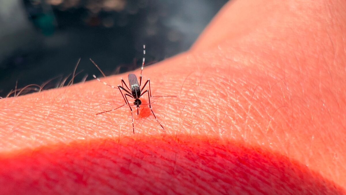 Moustique Tigre Canicule
