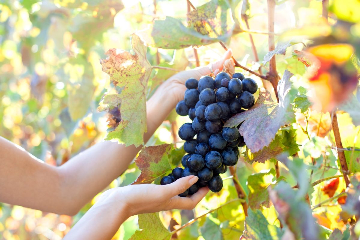 vendange-alsace-debut-climat-date-record-precocite-vin-agriculture