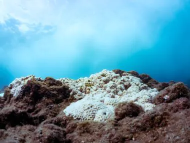 Un point de bascule planétaire atteint : les coraux en danger