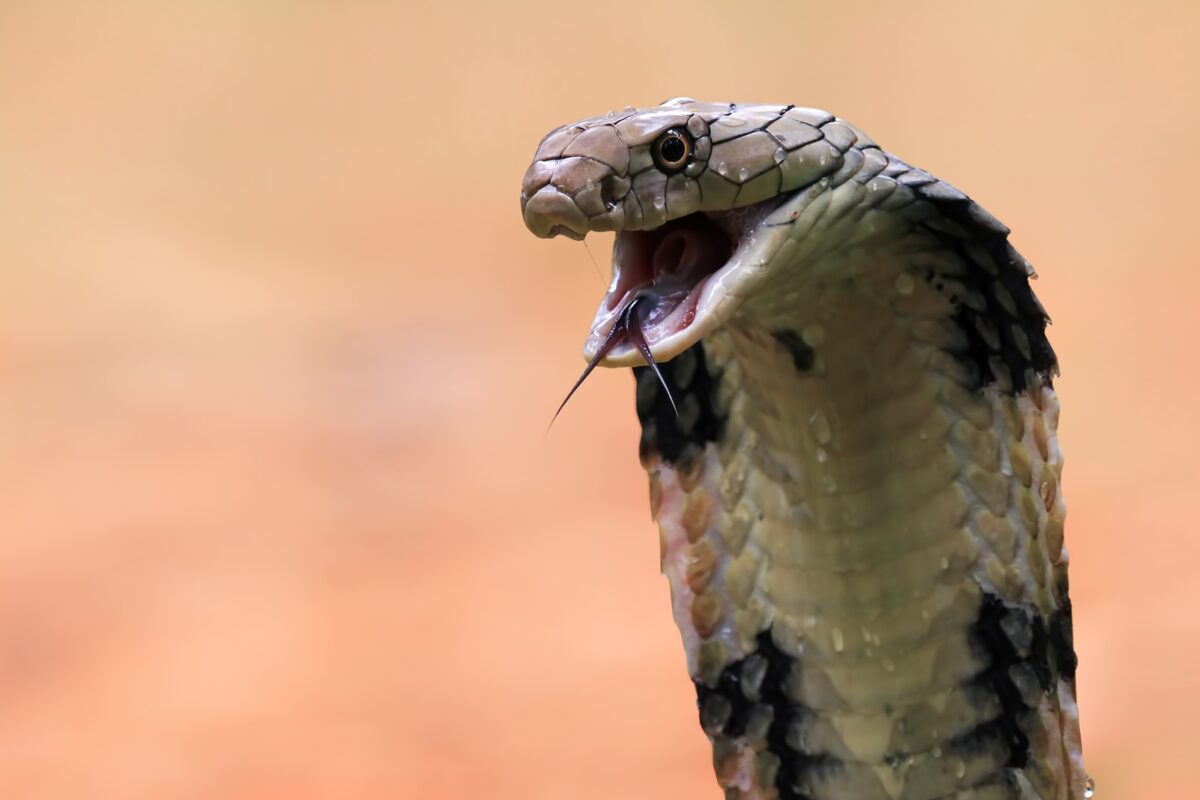 Closeup,head,of,king,cobra,snake,,closeup,head,king,cobra