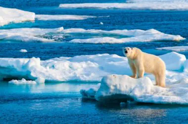 Arctique : 2025, année la plus chaude jamais enregistrée selon la NOAA