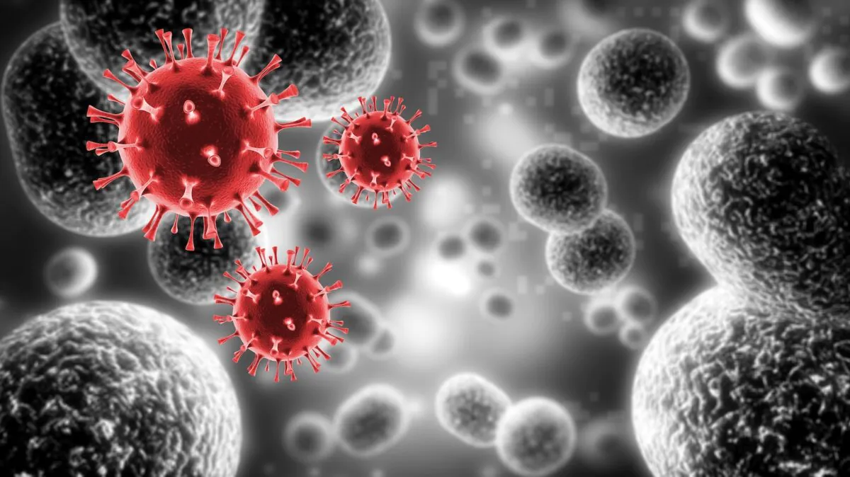 Nipah en Inde : pourquoi l’OMS écarte le risque de propagation