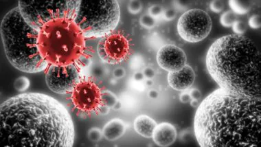 Nipah en Inde : pourquoi l’OMS écarte le risque de propagation