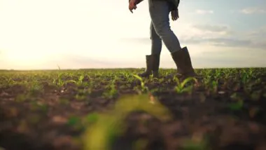 Gouvernement : report du plan d'urgence agricole pour quelques jours