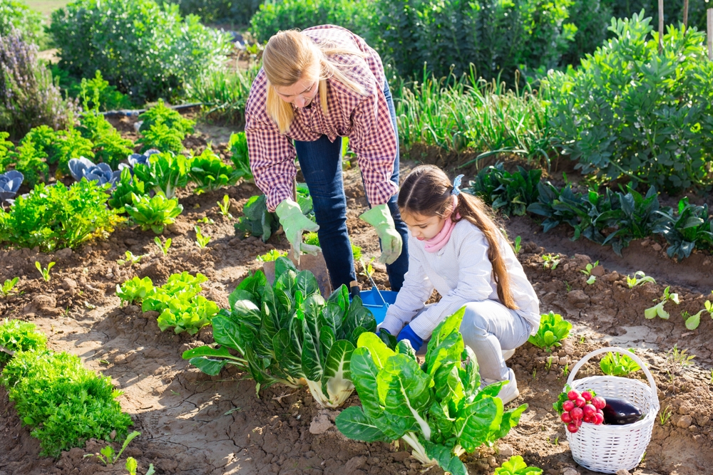 potager alimentation