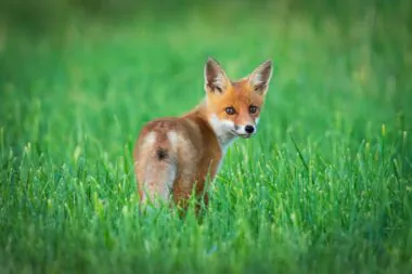 renard-espèces-nuisibles-ESOD