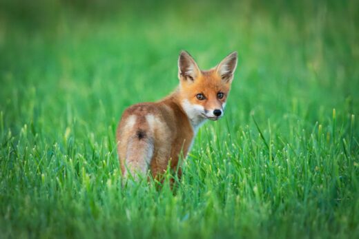 renard-espèces-nuisibles-ESOD