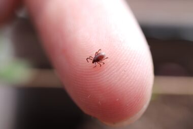 Maladie de Lyme : 15,4 % des tiques analysées seraient infectées