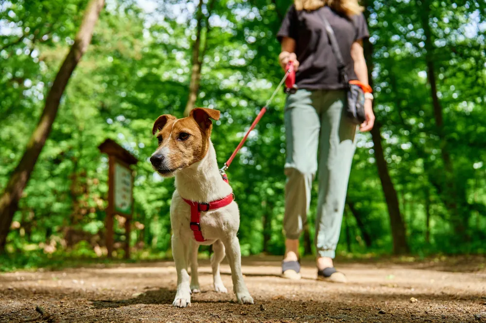 Chien en forêt : la laisse est désormais obligatoire, ce que vous risquez