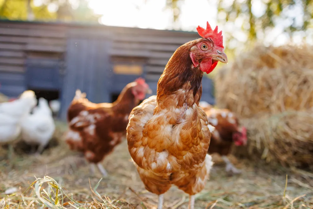 Grippe aviaire en Europe : premier cas humain confirmé