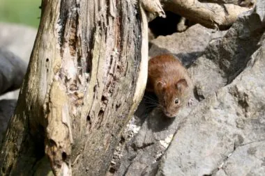 Hantavirus : ce que les scientifiques espèrent découvrir à Ushuaïa