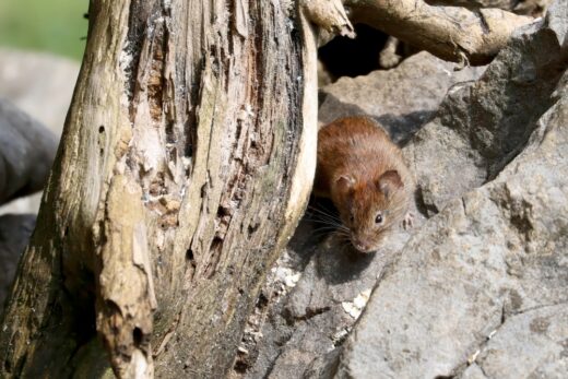 Hantavirus : ce que les scientifiques espèrent découvrir à Ushuaïa