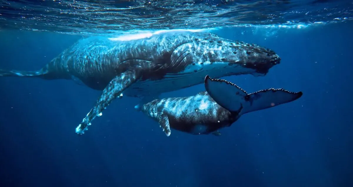 cimetiere-baleines-ocean-indien