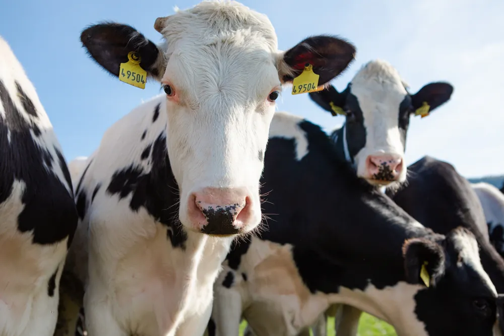 vache investir