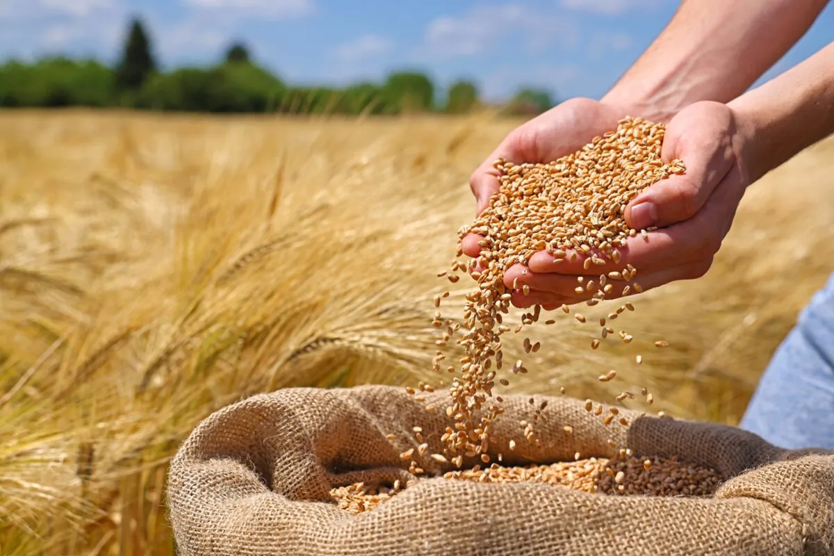 Wheat,grains,in,the,hands,of,a,successful,farmer,,in