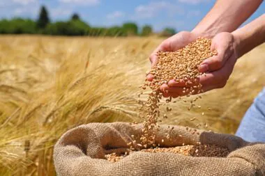 Wheat,grains,in,the,hands,of,a,successful,farmer,,in