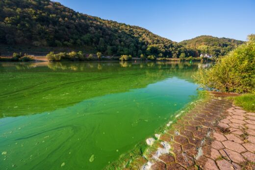 Canicule : les cyanobactéries entraînent de nouvelles interdictions de baignade
