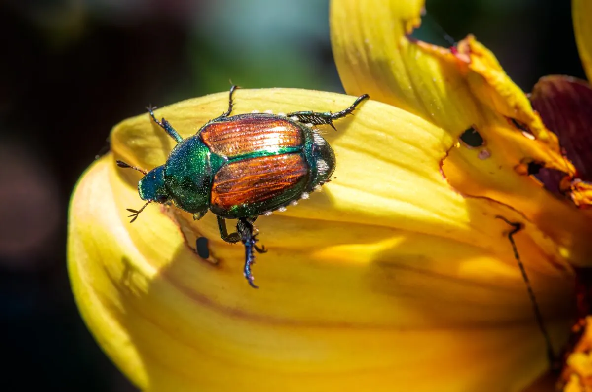 A,detailed,macro,photograph,of,a,japanese,beetle,resting,on