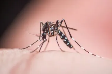 Dengue : deux premiers cas identifiés en Occitanie