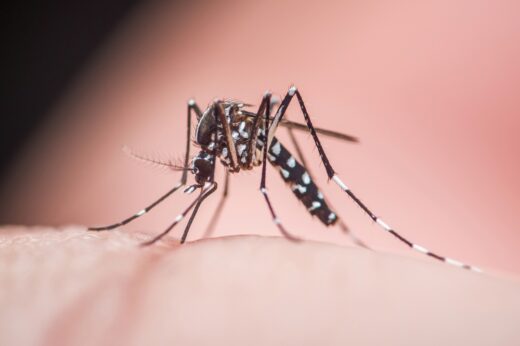 Dengue : deux premiers cas identifiés en Occitanie