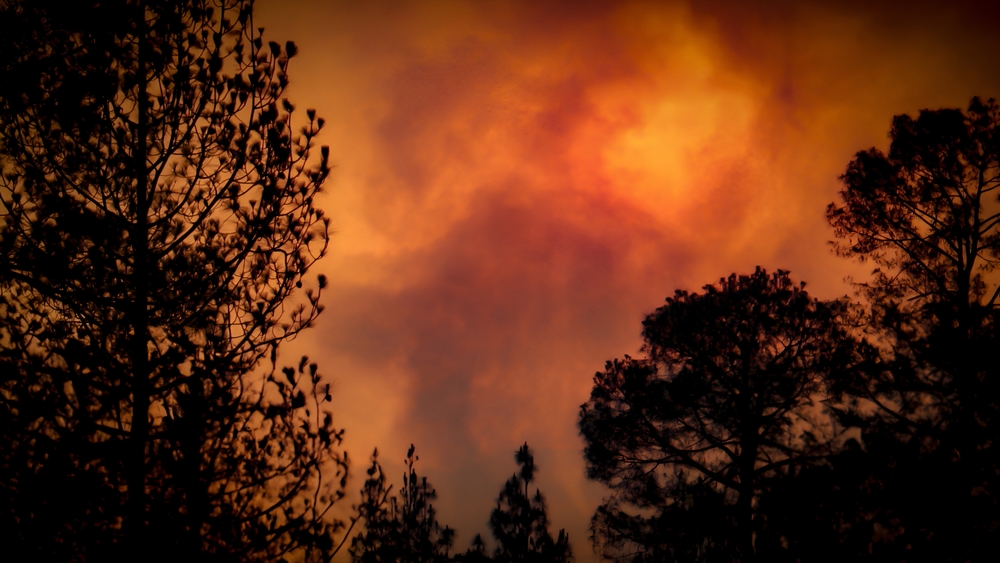 Incendie en Gironde : Engie va faire un très gros chèque pour reconstruire les forêts