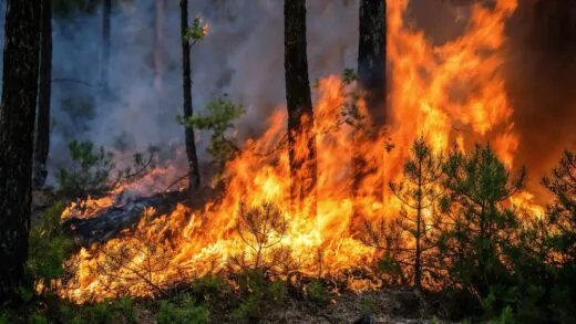 Incendies en Gironde : face à l'ampleur de la catastrophe, Emmanuel Macron réunit une cellule de crise