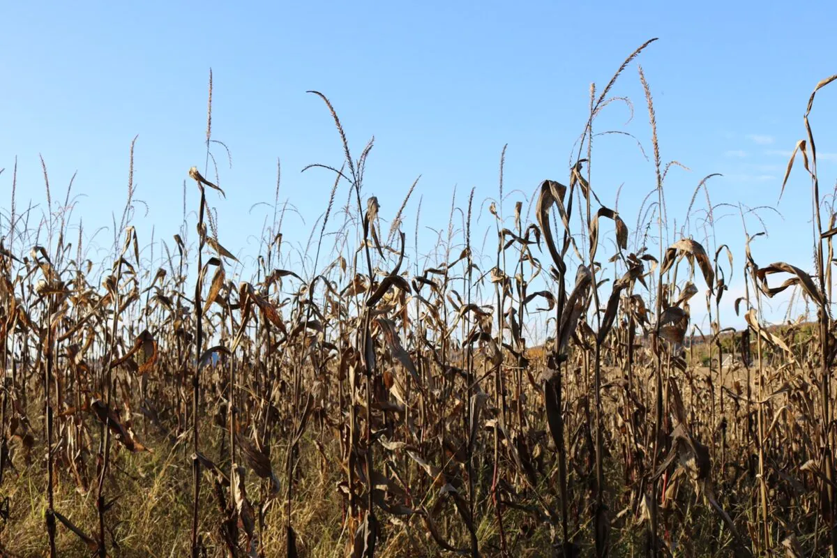 Dead,corn,stalks,and,blue,sky