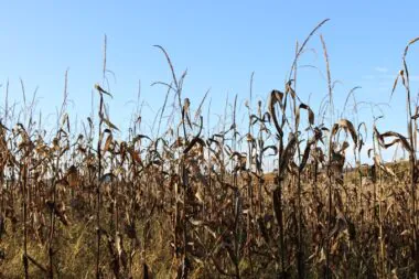 Dead,corn,stalks,and,blue,sky