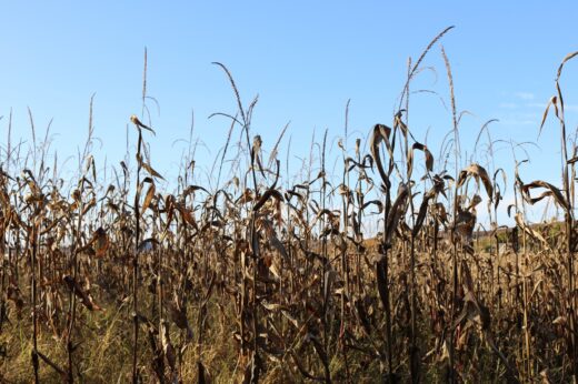 Dead,corn,stalks,and,blue,sky