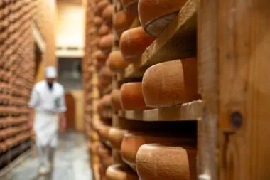 Sécheresse : le gouvernement assouplit les règles AOP de trois fromages
