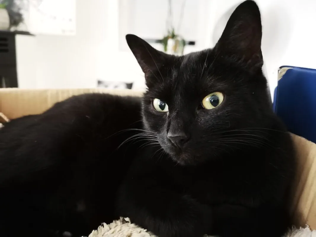 chatte-retrouvee-28-jours-recherches-isere