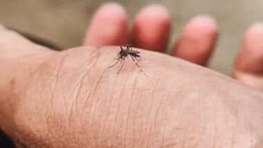 Virus du Nil : plus de 1000 cas déjà enregistrés en Europe
