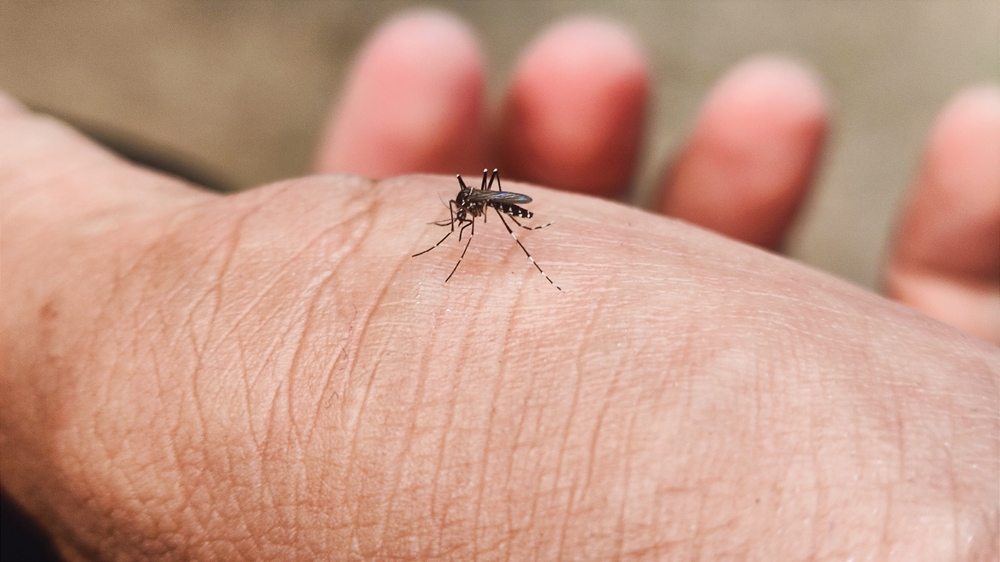 Virus du Nil : plus de 1000 cas déjà enregistrés en Europe