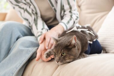 chat