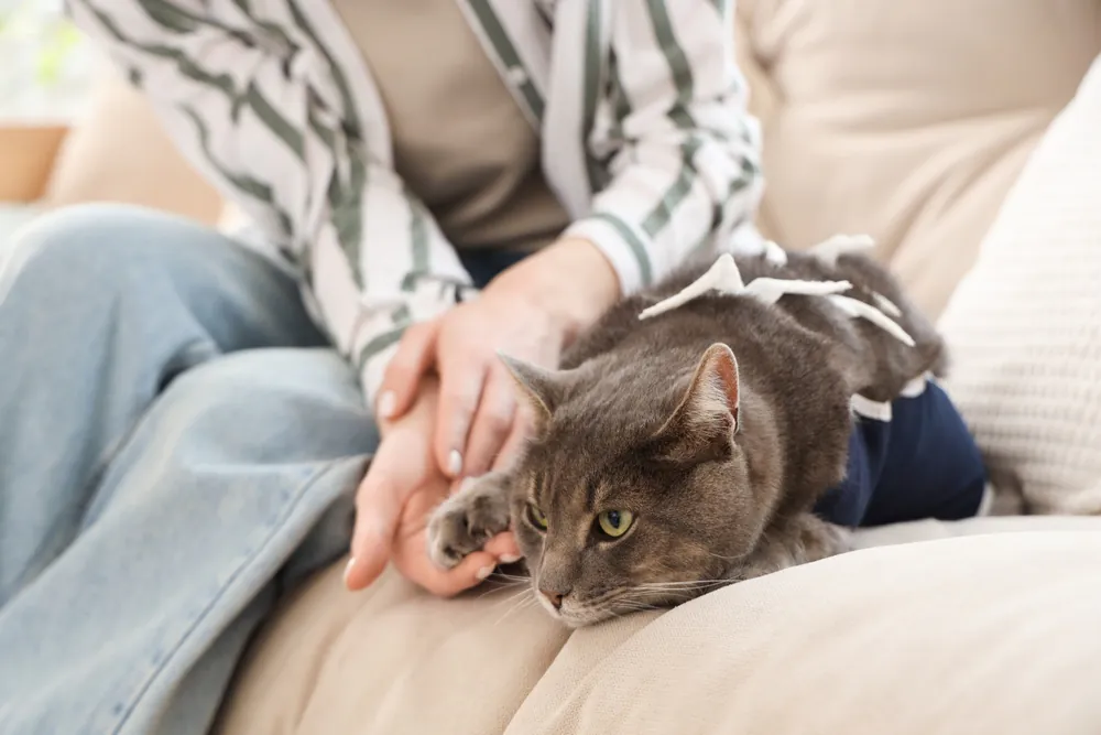 chat